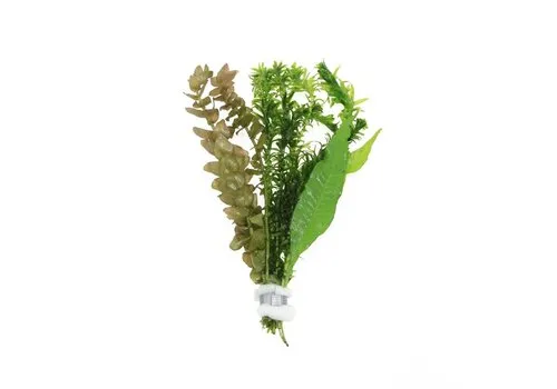 Moerings Viskombosje | In Bosje