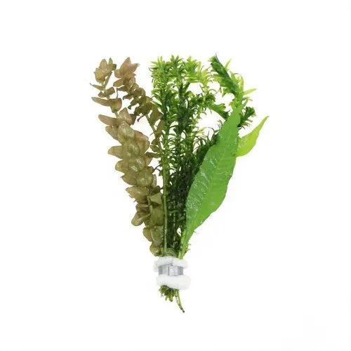 Moerings Viskombosje | In Bosje