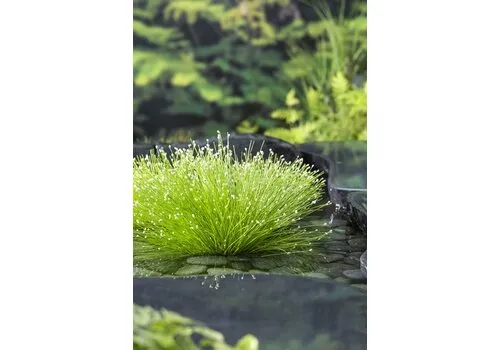 Moerings Scirpus Cernuus | Naaldgras | In 25cm mand