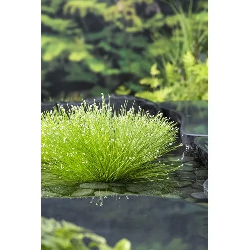 Moerings Scirpus Cernuus | Naaldgras | In 25cm mand
