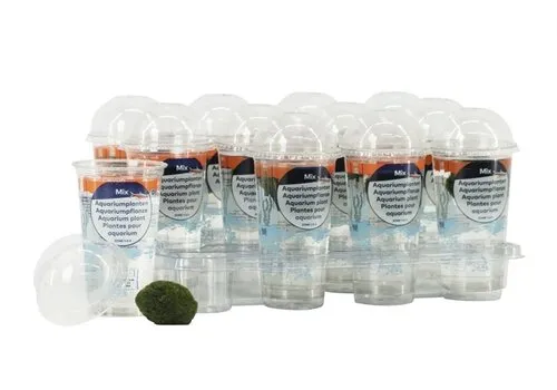 Moerings Chladophlora 3-4 cm in beker