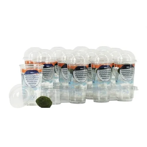 Moerings Chladophlora 3-4 cm in beker