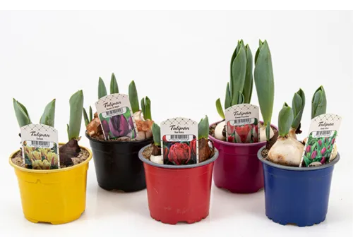 Junai.nl Tulpen geplant | 9 cm pot | meerdere bollen per pot | 0-15 cm hoog