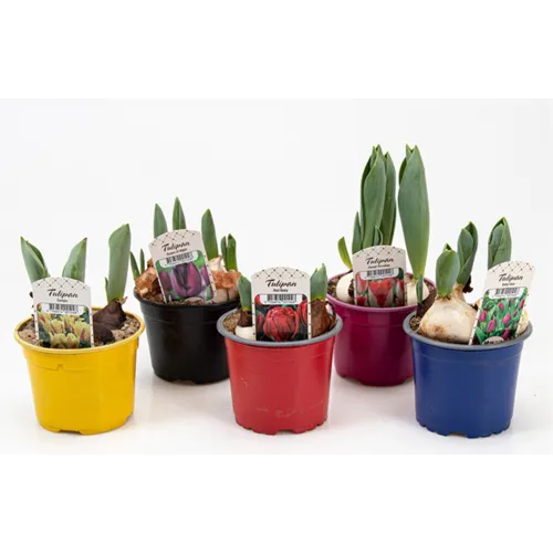 Junai.nl Tulpen geplant | 9 cm pot | meerdere bollen per pot | 0-15 cm hoog