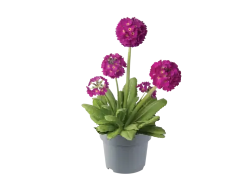 Junai.nl Kogelsleutelbloem Primula denticulata fuchsia roze | pot 6 cm | 5 tot 10 cm hoog