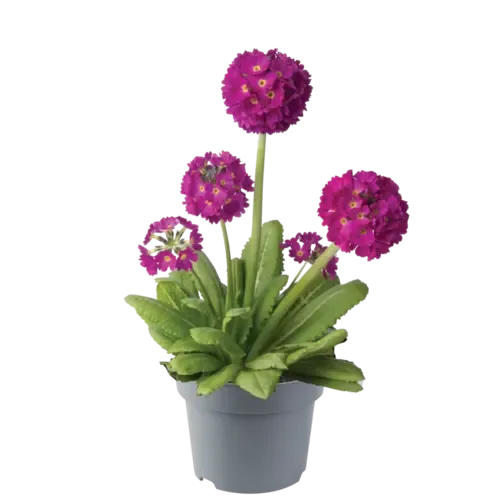 Junai.nl Kogelsleutelbloem Primula denticulata fuchsia roze | pot 6 cm | 5 tot 10 cm hoog