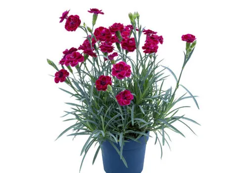 Junai.nl Dianthus Diantica Burgundy | anjer | ca. 20 cm hoog | 11 cm pot