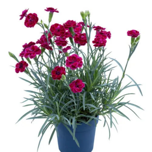 Junai.nl Dianthus Diantica Burgundy | anjer | ca. 20 cm hoog | 11 cm pot