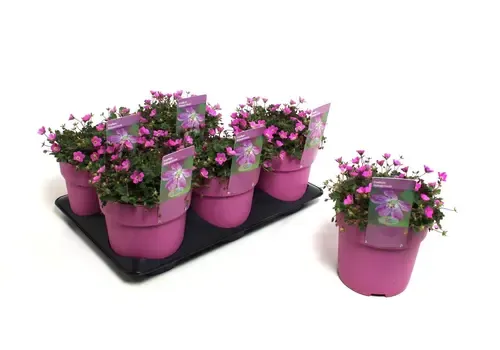 Junai.nl Reigersbek | Erodium 'Bishop's Form' | pot 13 cm | ±10 cm hoog