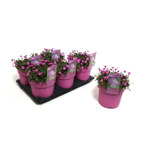 Junai.nl Reigersbek | Erodium 'Bishop's Form' | pot 13 cm | ±10 cm hoog