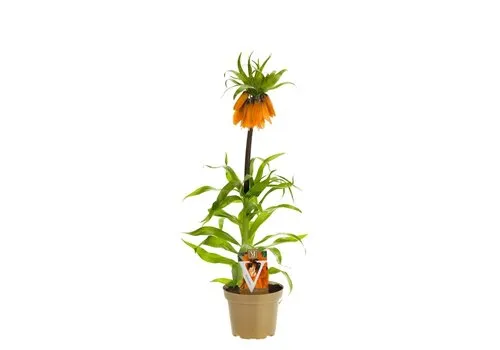 Junai.nl Keizerskroon | Fritillaria imperialis 'Aurora' | 17 cm pot | ca. 10 tot 25 cm bij levering