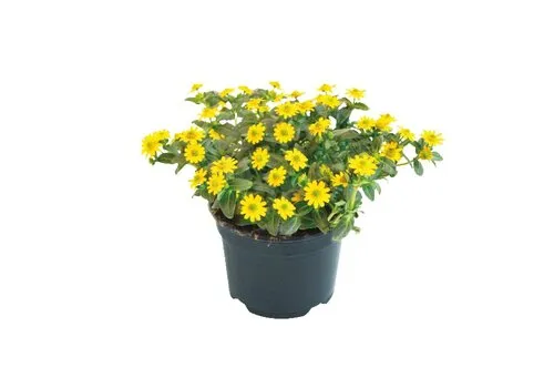 Junavera Sanvitalia 'Yellow Beauty' | 10 cm pot | ca. 15 cm hoog bij levering