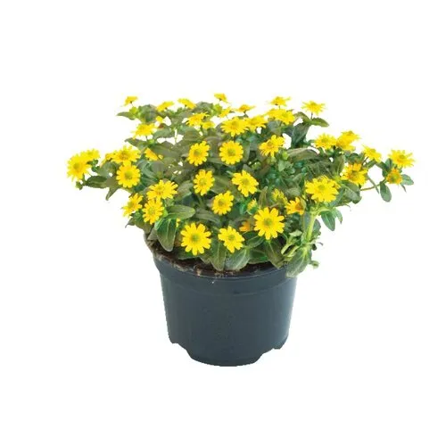 Junai.nl Sanvitalia 'Yellow Beauty' | 10 cm pot | ca. 15 cm hoog bij levering