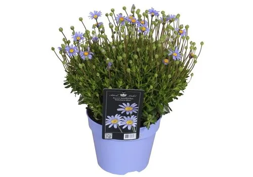 Junavera Blauwe madelief | Felicia amelloides 'Felicitara Blue' | pot 12 cm | ca. 15 cm hoog bij levering