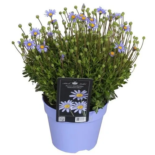 Junai.nl Blauwe madelief | Felicia amelloides 'Felicitara Blue' | pot 12 cm | ca. 15 cm hoog bij levering