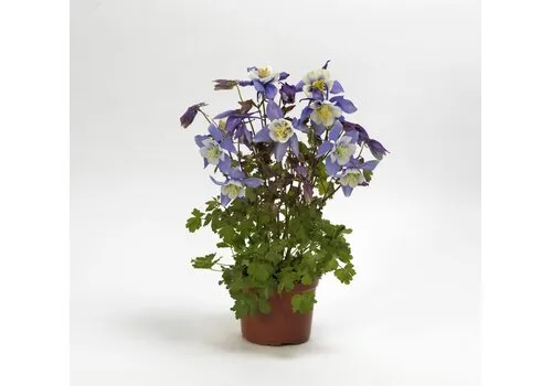 Junai.nl Akelei Aquilegia 'Earlybird Blue White' | 13cm pot | 15-25cm hoog