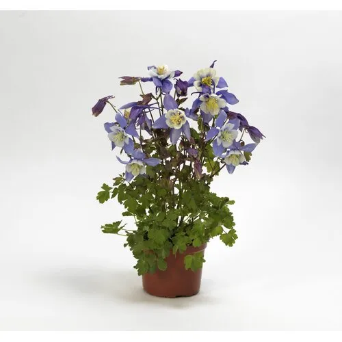 Junai.nl Akelei Aquilegia 'Earlybird Blue White' | 13cm pot | 15-25cm hoog