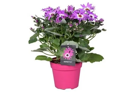 Junai.nl Senetti (cineraria) mix | 12cm pot | ca. 20 cm hoog | per stuk