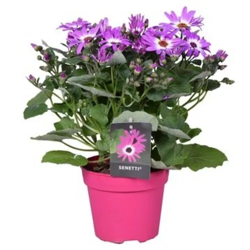 Junai.nl Senetti (cineraria) mix | 12cm pot | ca. 20 cm hoog | per stuk