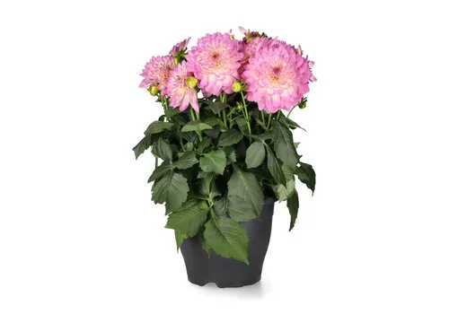 Junavera Dahlia gemixt van kleur | 12 cm pot | ca. 20 cm | per stuk