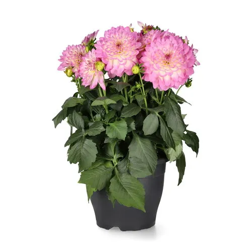 Junavera Dahlia gemixt van kleur | 12 cm pot | ca. 20 cm | per stuk