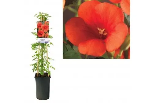 Junai.nl Trompetklimmer Campsis oranje | 12 cm pot