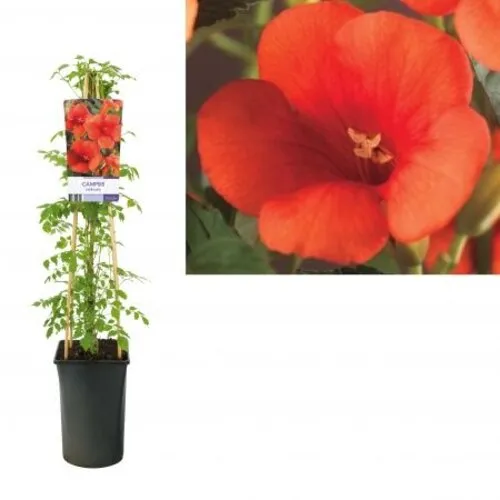 Junai.nl Trompetklimmer Campsis oranje | 12 cm pot