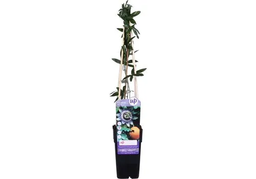 JUNAVERA Passiflora caerulea | 12 cm pot | 50 cm hoog