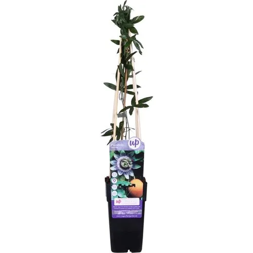 Junavera Passiflora caerulea | 12 cm pot | 50 cm hoog