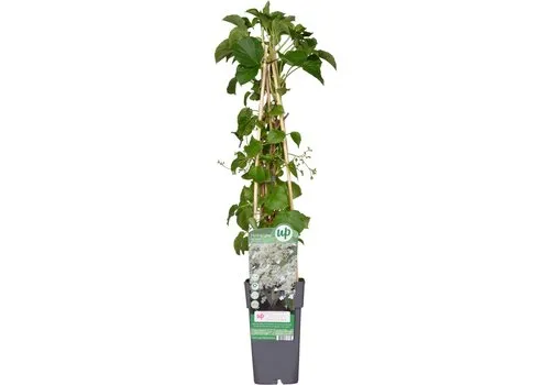 Junai.nl Klimhortensia | Hydrangea anomala subsp. petiolaris | 14 cm pot | circa 40 cm hoog bij levering