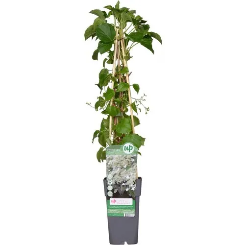 Junai.nl Klimhortensia | Hydrangea anomala subsp. petiolaris | 14 cm pot | circa 40 cm hoog bij levering