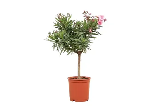 Junai.nl Nerium oleander op stam | diverse kleuren | pot 13 | 45 cm | per stuk