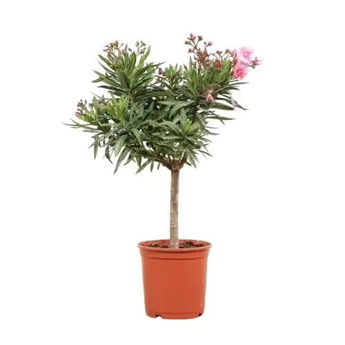 Junavera Nerium oleander op stam | diverse kleuren | pot 13 | 45 cm | per stuk