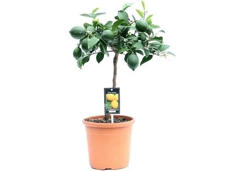 Junai.nl Meyer citroen | Citrus limonum "Meyer" | 60 cm | 17 cm pot