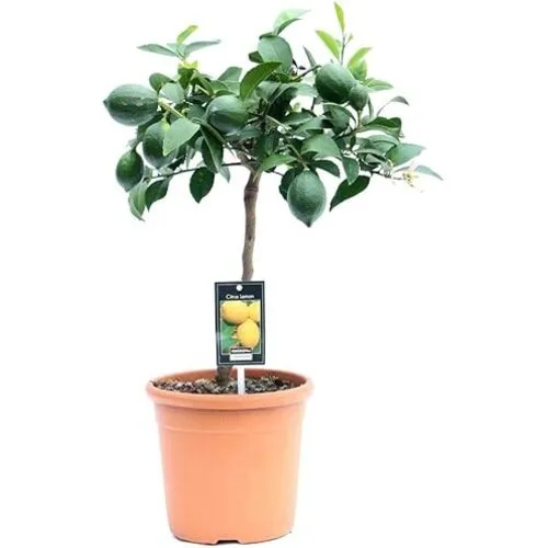 Junai.nl Meyer citroen | Citrus limonum "Meyer" | 60 cm | 17 cm pot