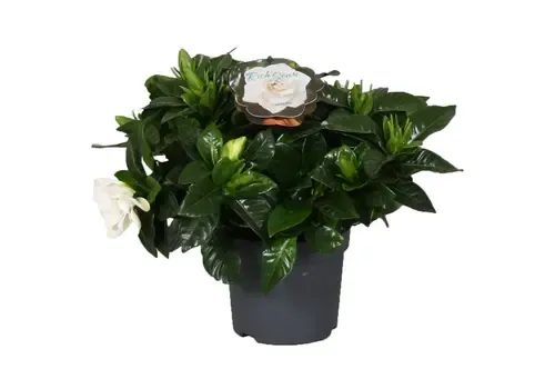 Junai.nl Gardenia jasminoides | 13 cm pot | ca. 25 cm hoog