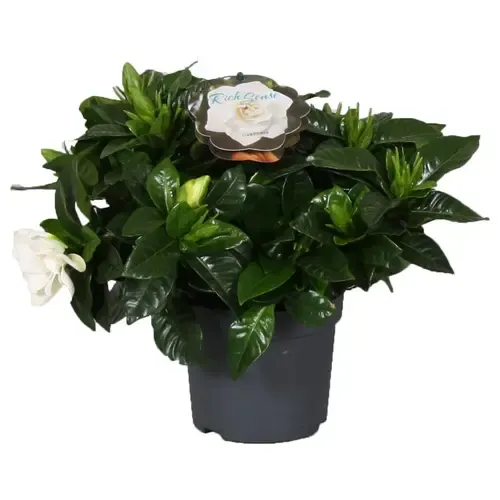 Junai.nl Gardenia jasminoides | 13 cm pot | ca. 25 cm hoog