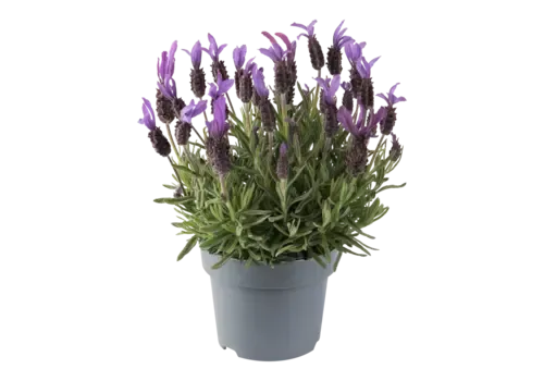 Junai.nl Lavandula stoechas Bella Toscane | 12 cm pot | ca. 20 tot 25 cm hoog