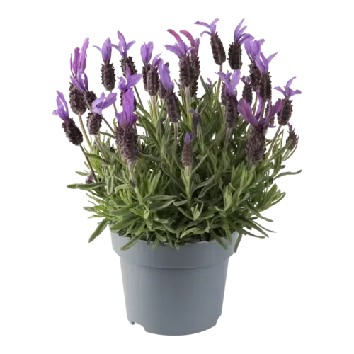 Junai.nl Lavandula stoechas Bella Toscane | 12 cm pot | ca. 20 tot 25 cm hoog