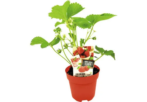Junai.nl Aardbei Fragaria 'Elsanta' | 9cm pot | ± 10–15 cm hoog