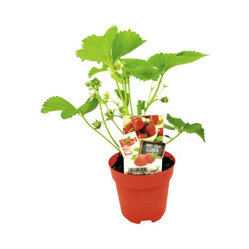 Junai.nl Aardbei Fragaria 'Elsanta' | 9cm pot | ± 10–15 cm hoog