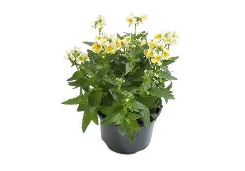 JUNAVERA Nemesia geel | 10 cm pot | ±15 cm hoog
