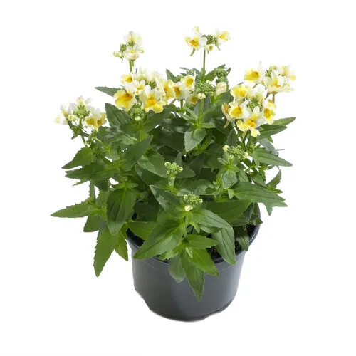 Junavera Nemesia geel | 10 cm pot | ±15 cm hoog