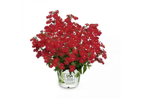 Junai.nl Nemesia rood | 10 cm pot | ca. 15 cm hoog bij levering