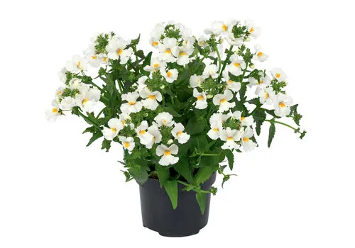 Junai.nl Nemesia wit | pot 10 cm | ca. 10|20 cm hoog