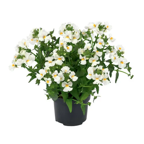 Junai.nl Nemesia wit | pot 10 cm | ca. 10|20 cm hoog