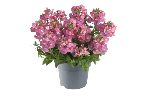 Junai.nl Nemesia roze | 10 cm pot | 10|15 cm hoog bij levering