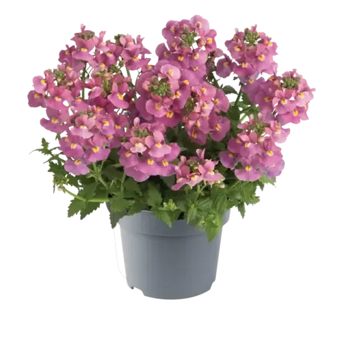 Junai.nl Nemesia roze | 10 cm pot | 10|15 cm hoog bij levering