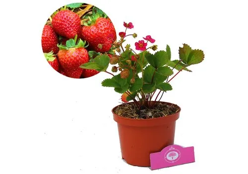 Junai.nl Rozebloeiende aardbei | Fragaria | 12 cm pot | 10 tot 15 cm hoog