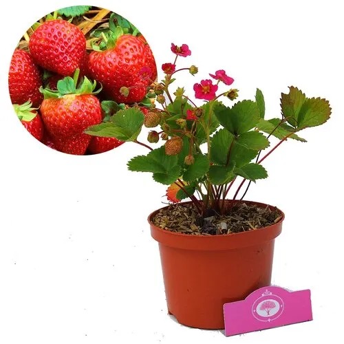 Junai.nl Rozebloeiende aardbei | Fragaria | 12 cm pot | 10 tot 15 cm hoog